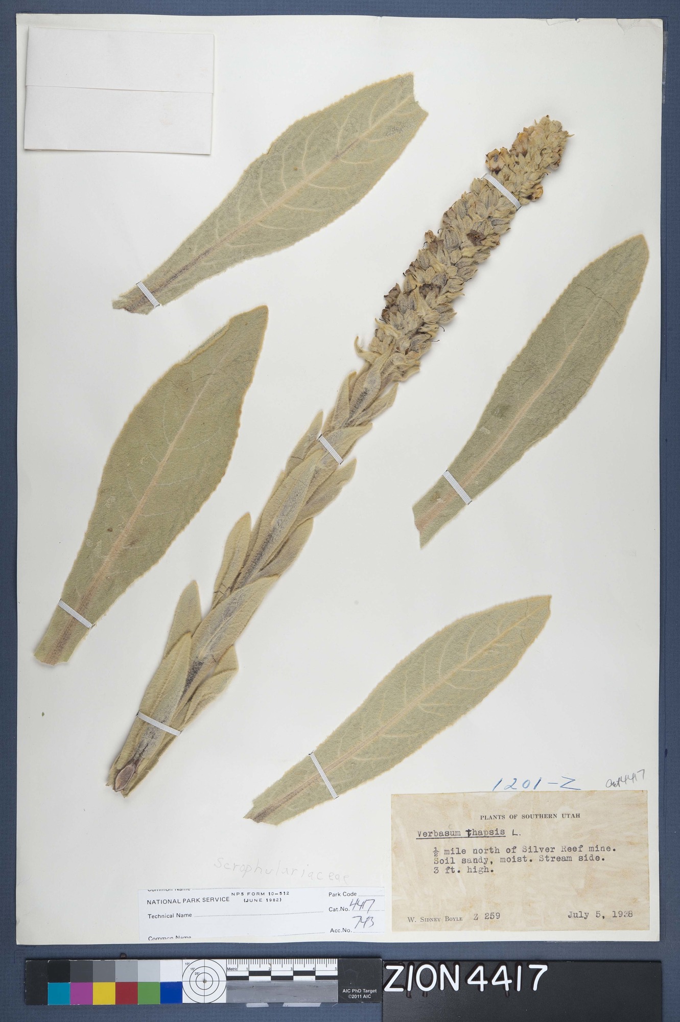 Herbarium Specimen Sheet 4417