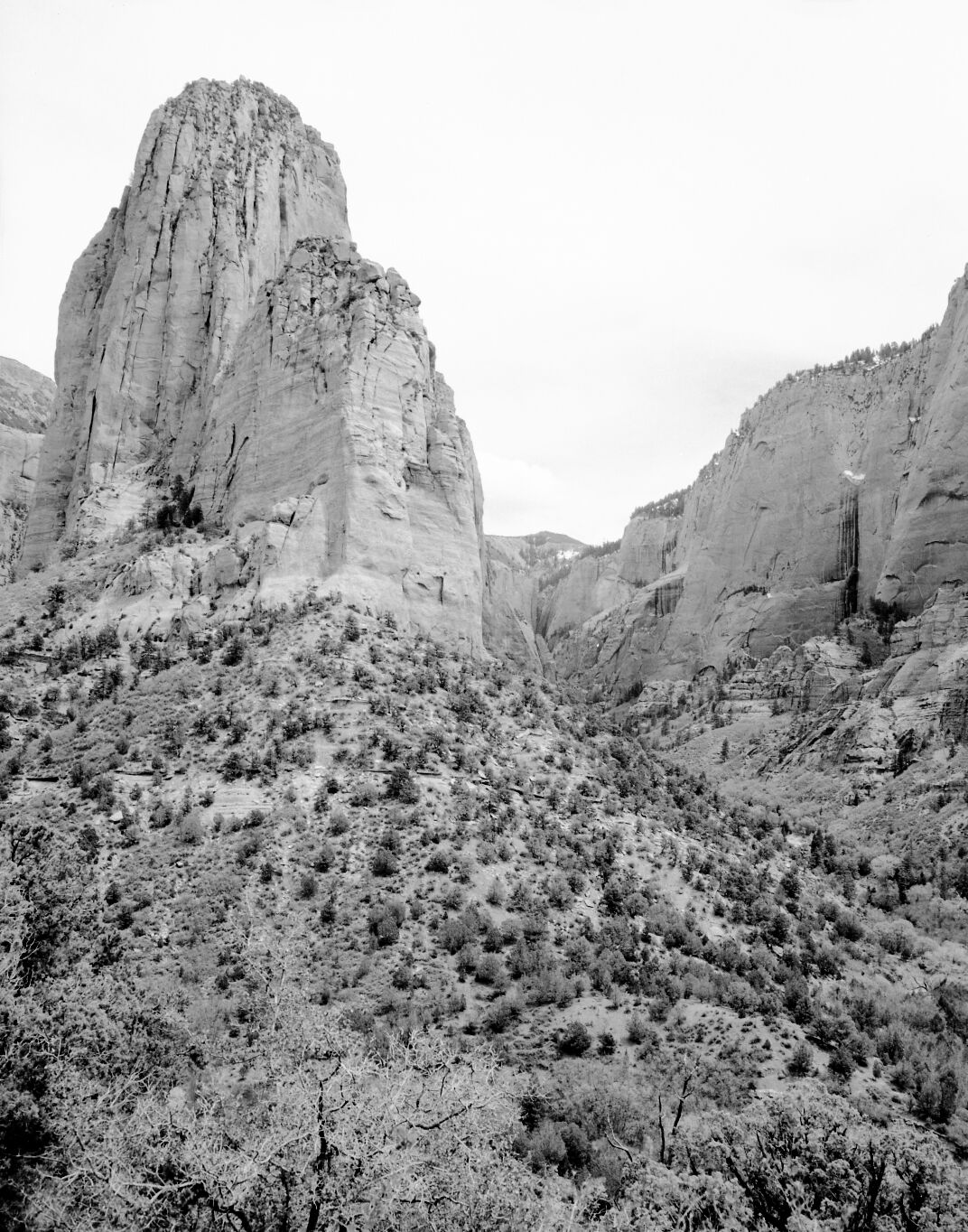 Tucupit Peak in Kolob section. From near three forks of Taylor Creek.