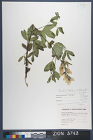 Herbarium Specimen Sheet 3743