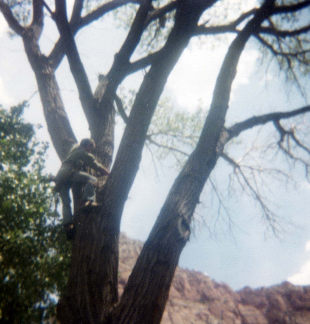 Arborist climbing tree with harness to prune branches, Bridge Mountain in background.