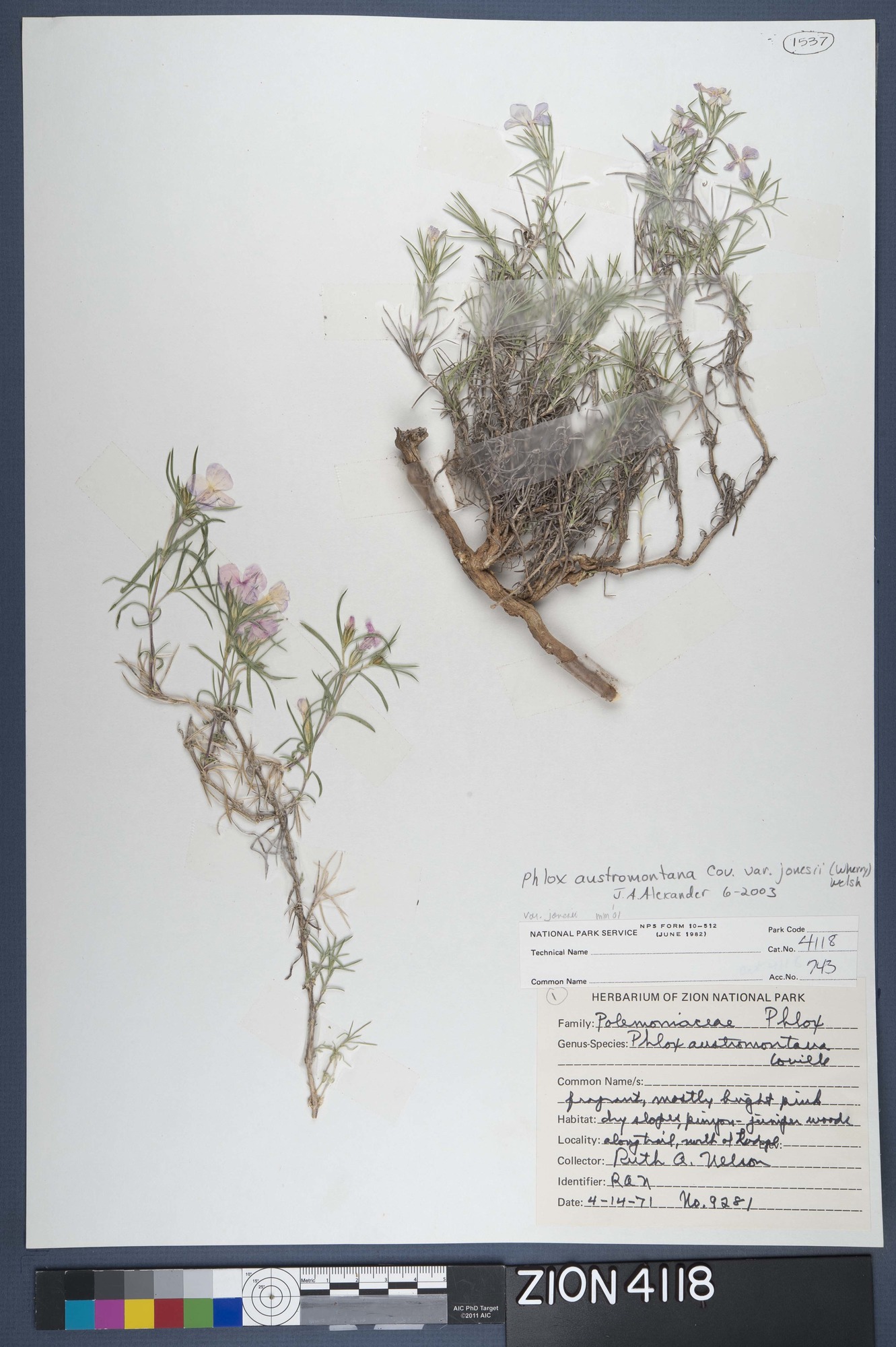 Herbarium Specimen Sheet 4118