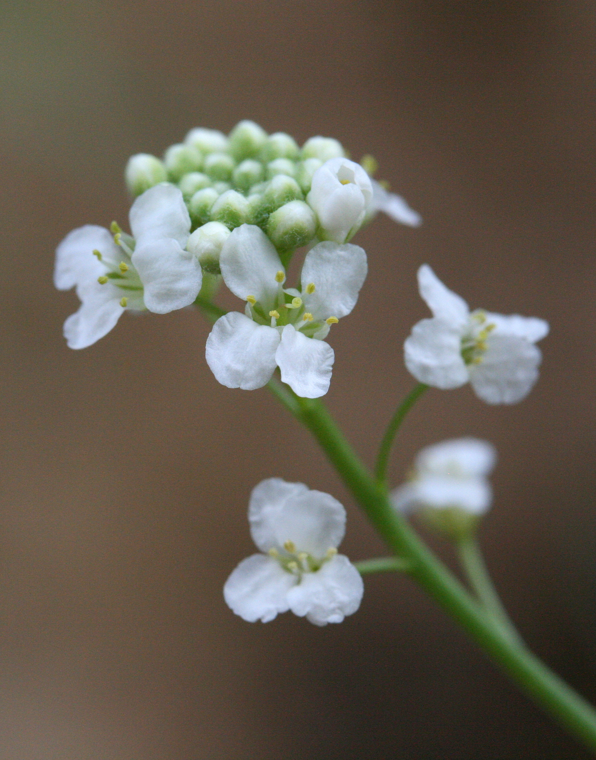 Lepidium montanum, Mountain pepperwort
