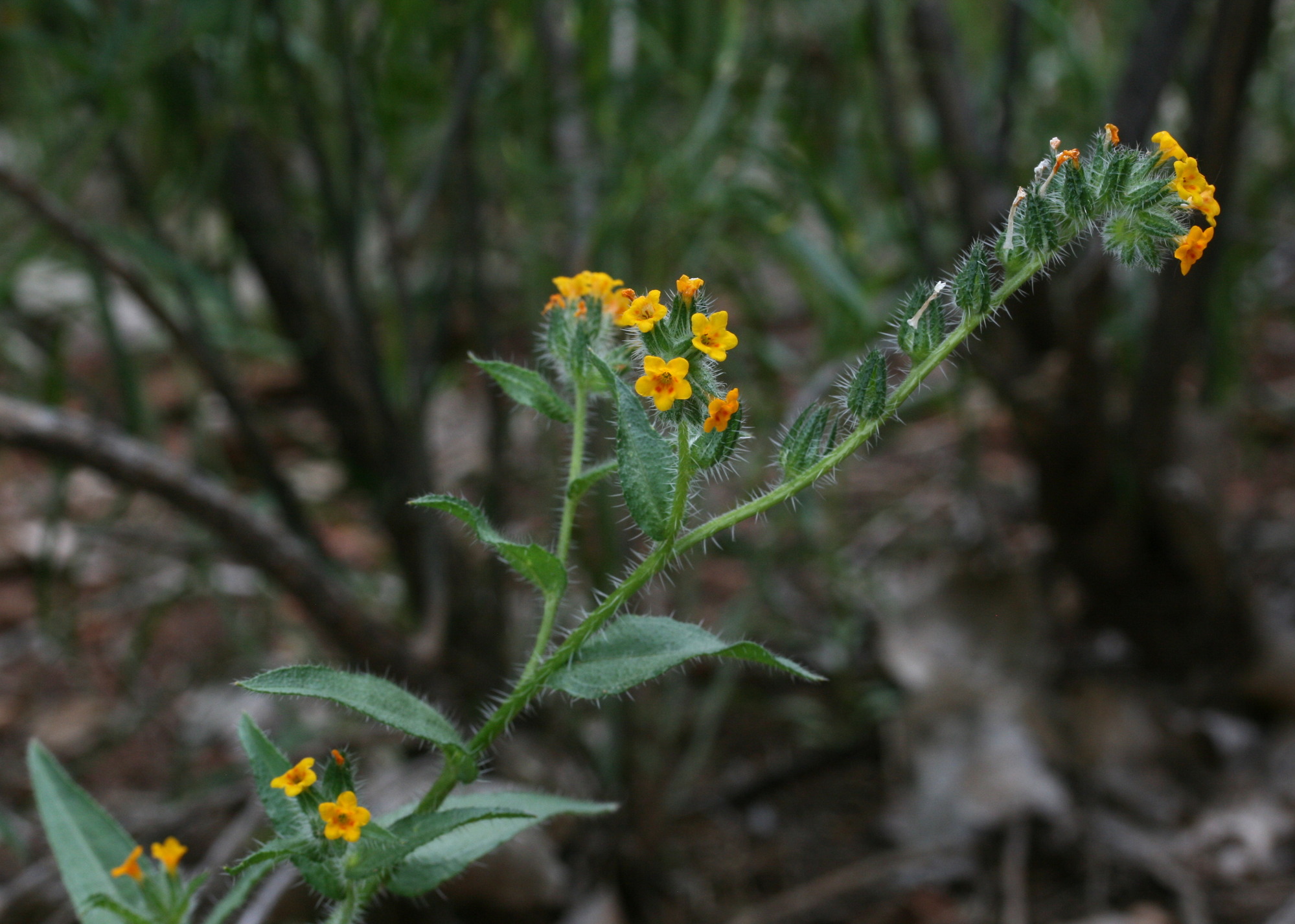 Amsinckia intermedia, Tarweed fiddleneck
