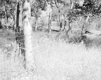 Fence around cottonwood trees.