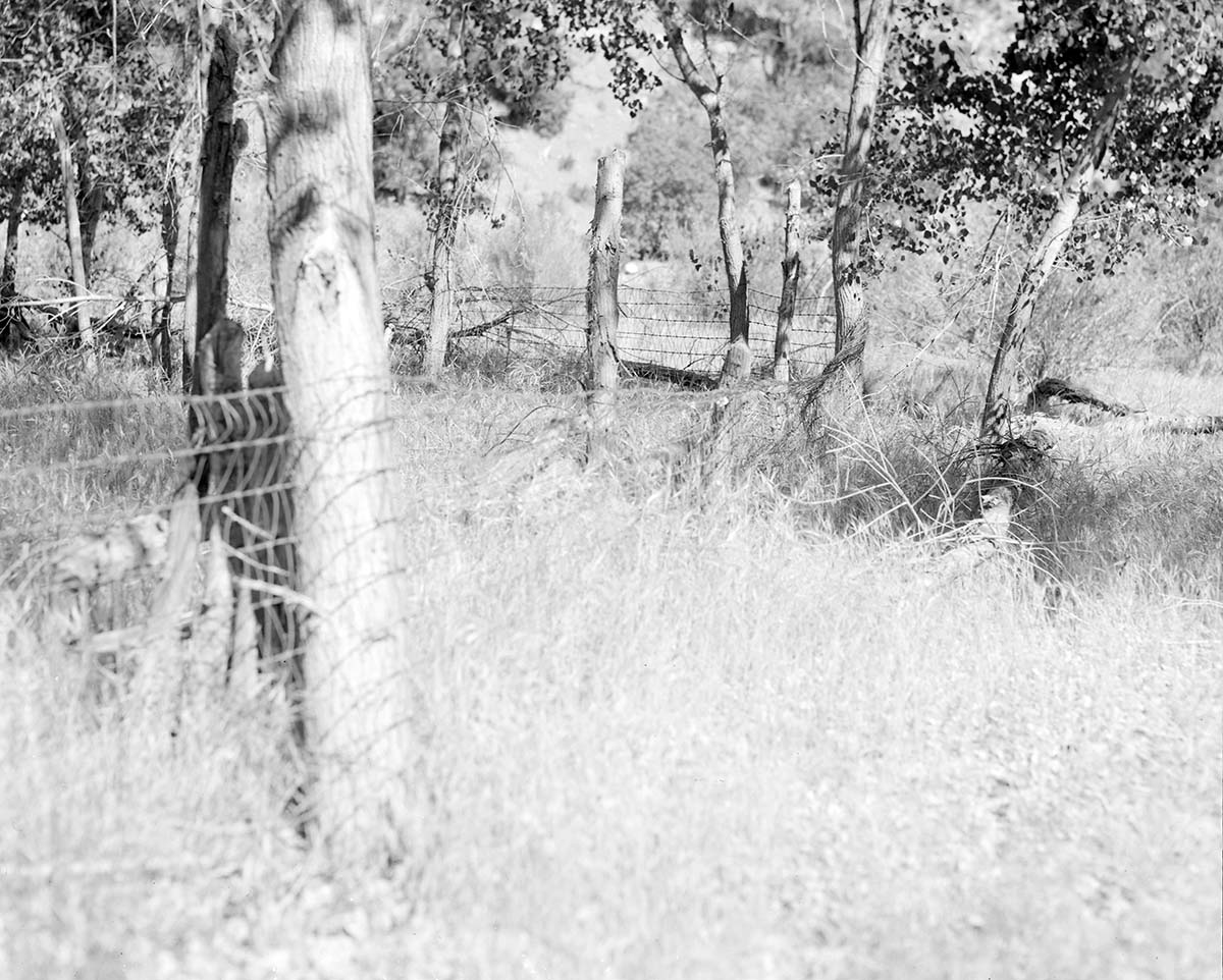 Fence around cottonwood trees.