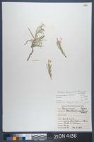 Herbarium Specimen Sheet 4136