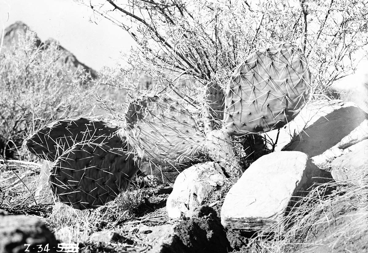 Prickly pear cactus, Opuntia.