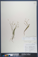 Herbarium Specimen Sheet 3152