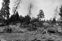Logging operation, Zion Canyon's east rim. Men and horse-powered crosscut saw.