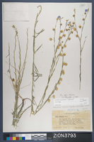 Herbarium Specimen Sheet 3793