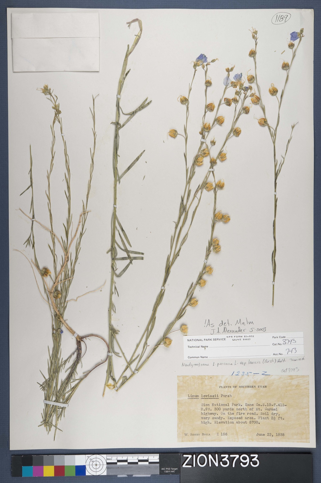 Herbarium Specimen Sheet 3793