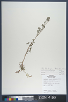 Herbarium Specimen Sheet 4193