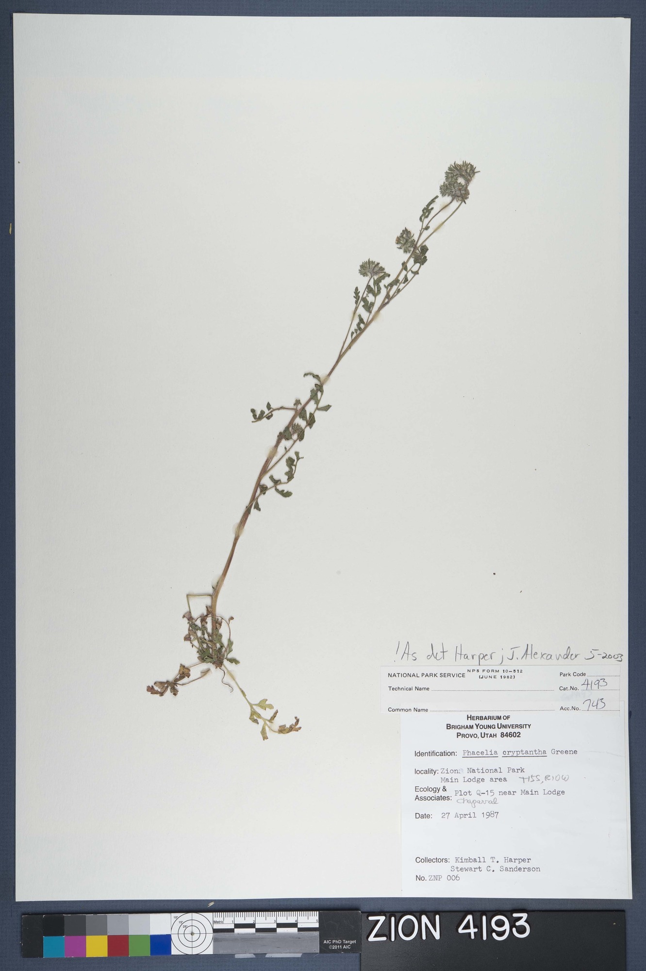 Herbarium Specimen Sheet 4193
