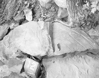 Possible fossils in Navajo sandstone along Canyon Overlook Trail.