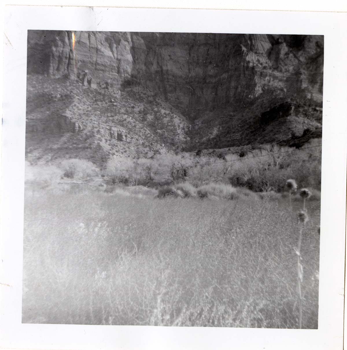 Brush clearing and removal.