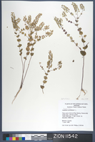 Herbarium Specimen Sheet 11542
