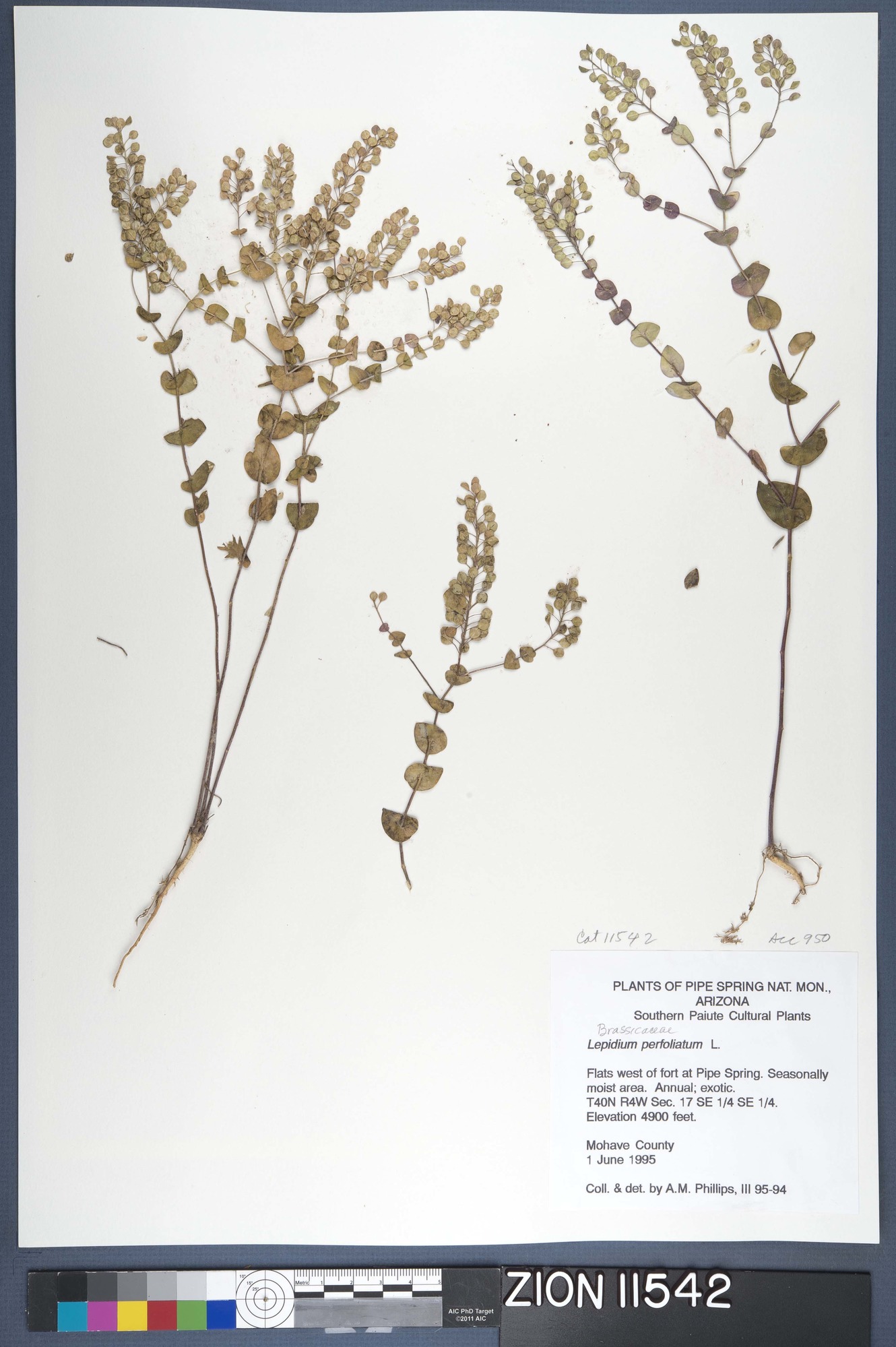 Herbarium Specimen Sheet 11542