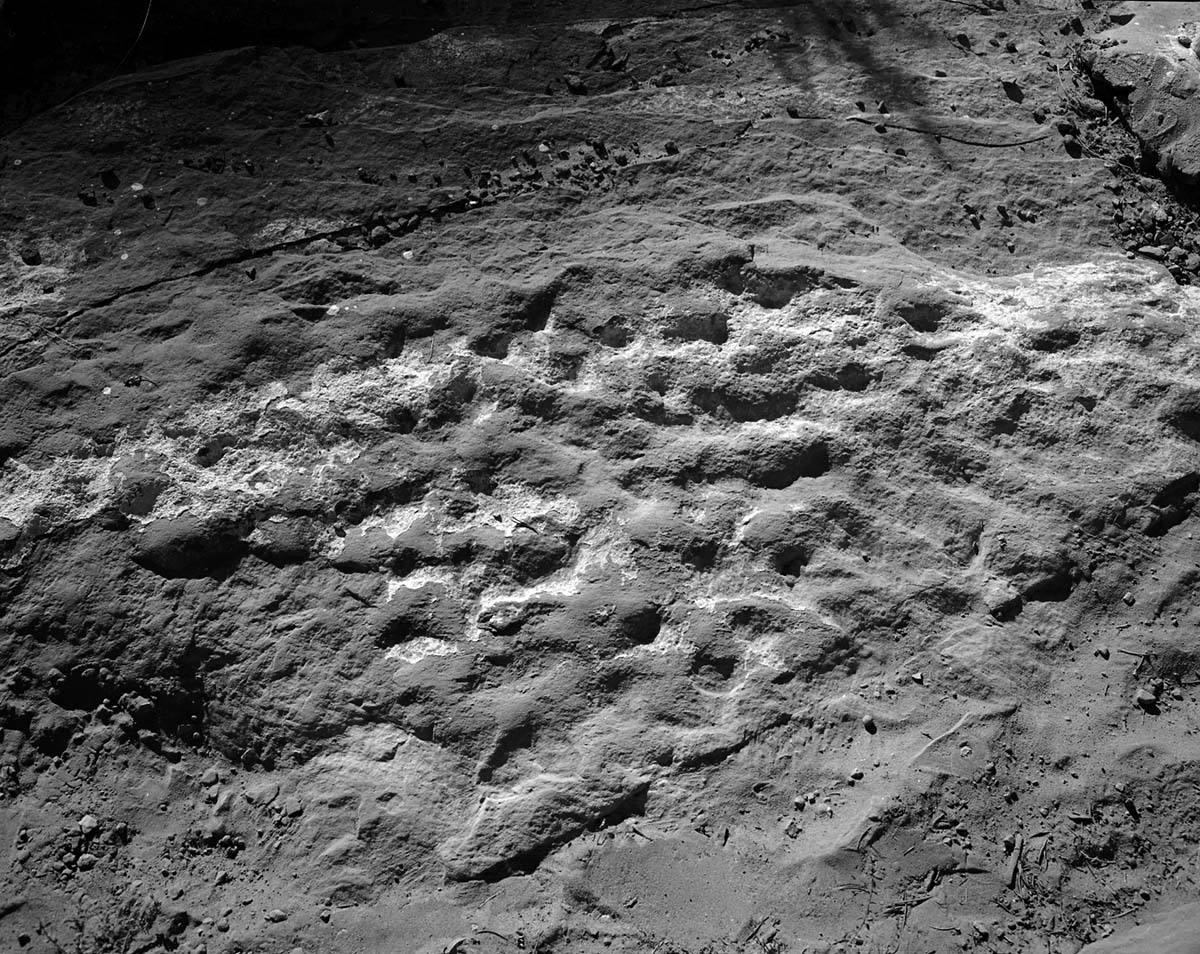 Possible fossils in Navajo sandstone along Canyon Overlook Trail. Research study by John P. Bradbury.
