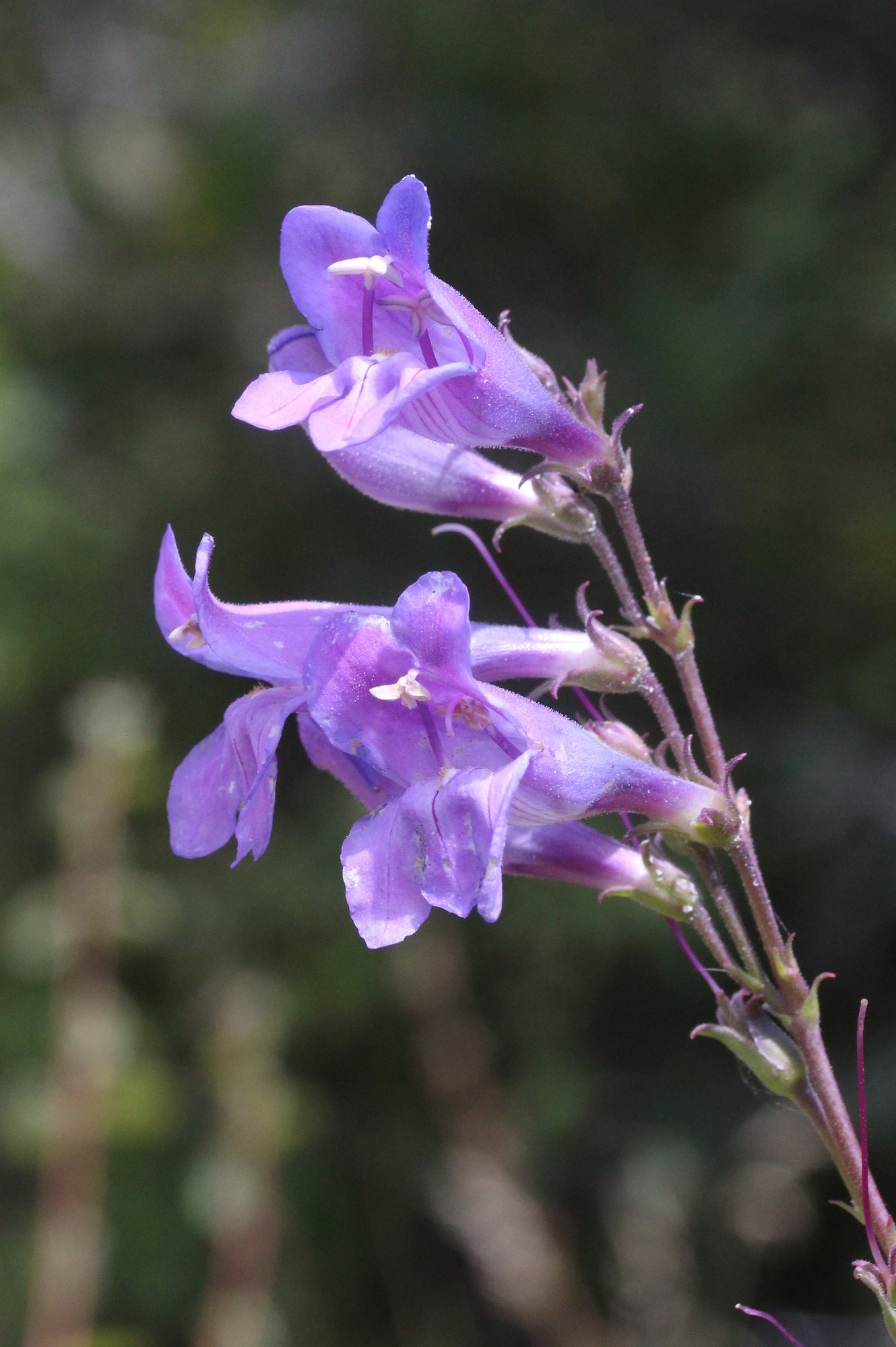 Penstemon leiophyllus, Markagunt penstemon