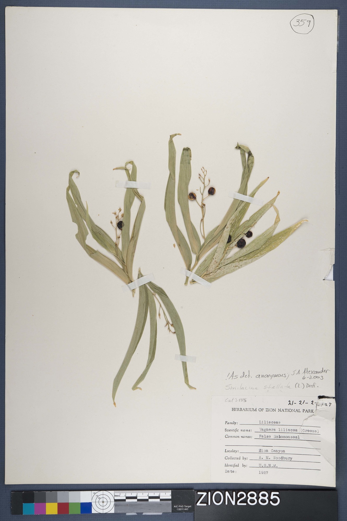 Herbarium Specimen Sheet 2885