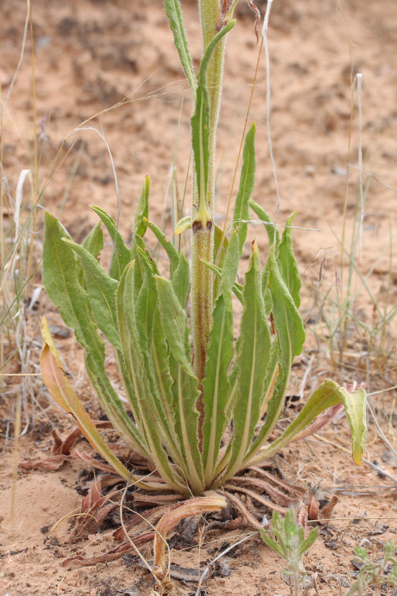 Eriogonum alatum, Winged wild buckwheat