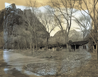 Pruned cottonwood trees at Zion Lodge, tree crew from east doing the work.