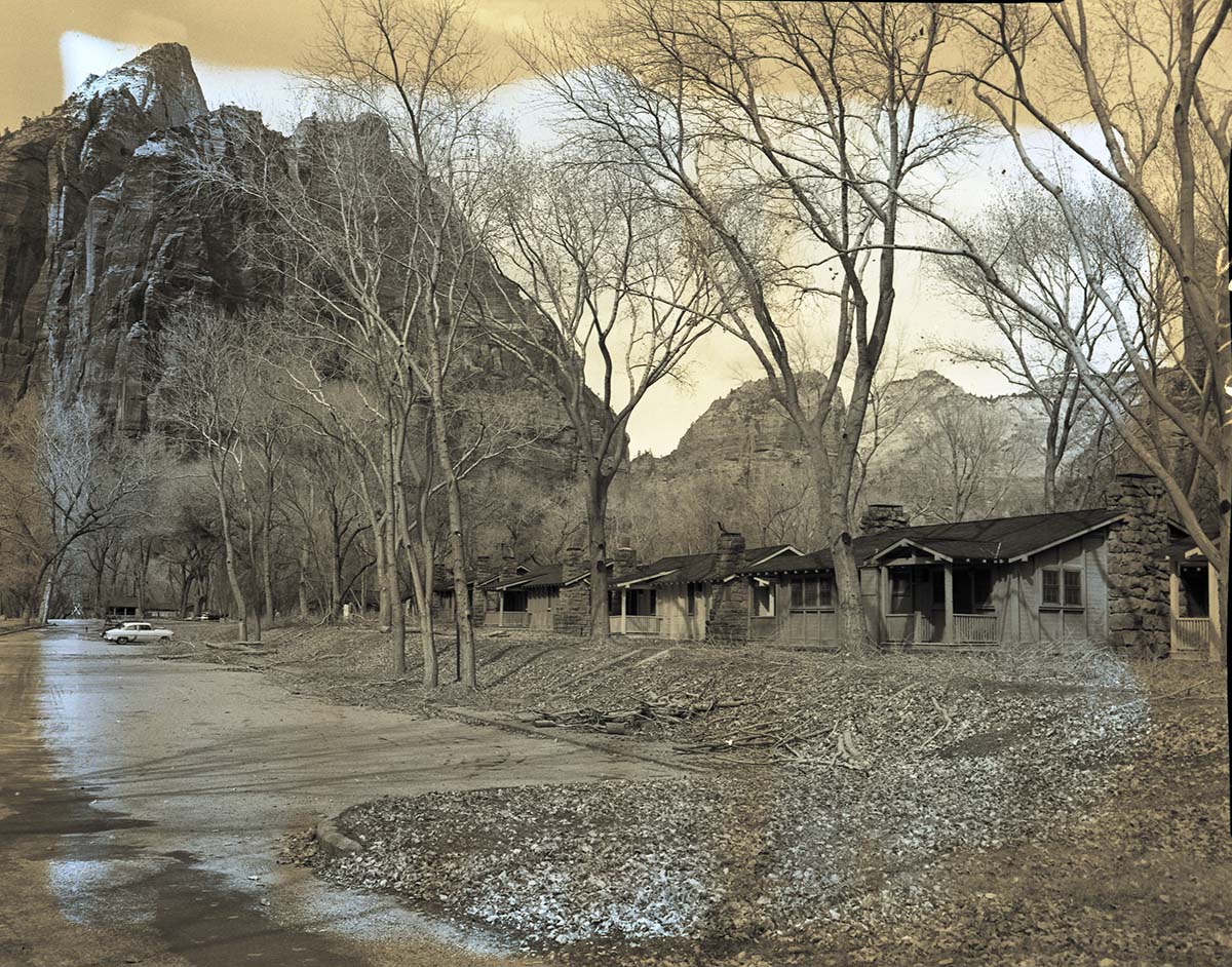 Pruned cottonwood trees at Zion Lodge, tree crew from east doing the work.