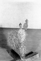 Diorama exhibit. Wax reproduction of prickly pear cactus, Opuntia polyacantha. Created by Civilian Conservation Corps (CCC) workers at the Western Museum Laboratory (WML) on Fulton Street, Berkeley, California.