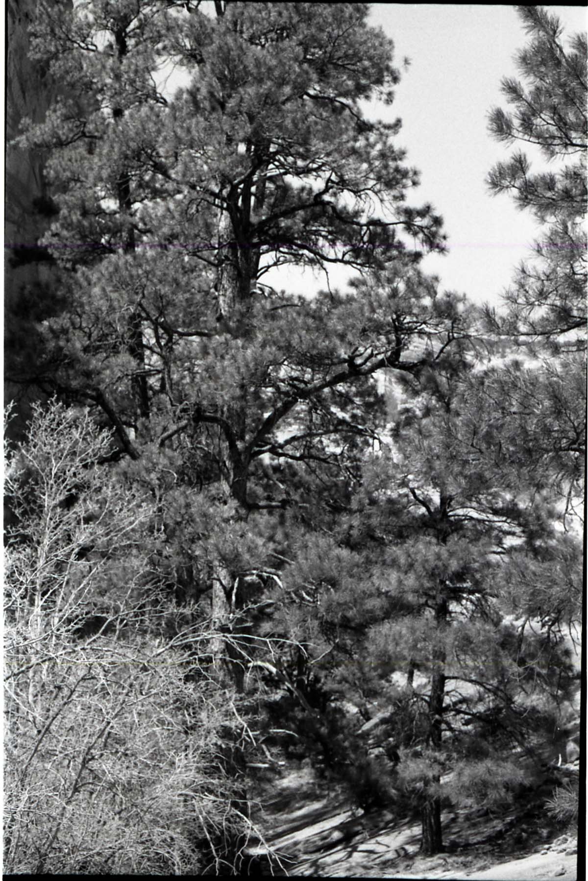 BW photos of trees.