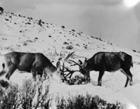 Two bucks (deer) sham fighting at Yellowstone National Park. Image for museum exhibit purposes. [Image nearly identical to ZION 8850 (negative number 3342b).]