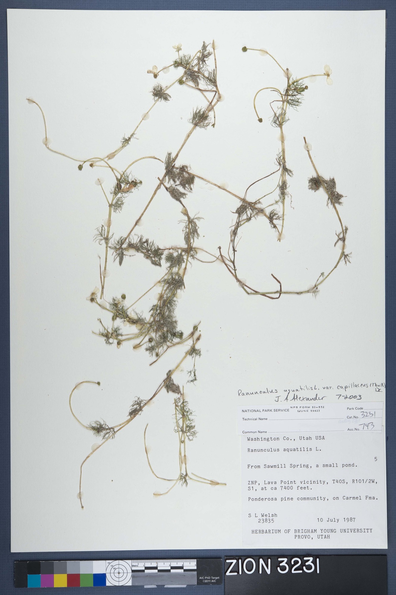 Herbarium Specimen Sheet 3231
