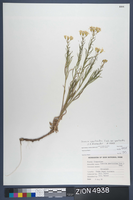 Herbarium Specimen Sheet 4938