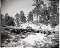 BW photo of the 1937 grazing study - 4x5. Rock wall.