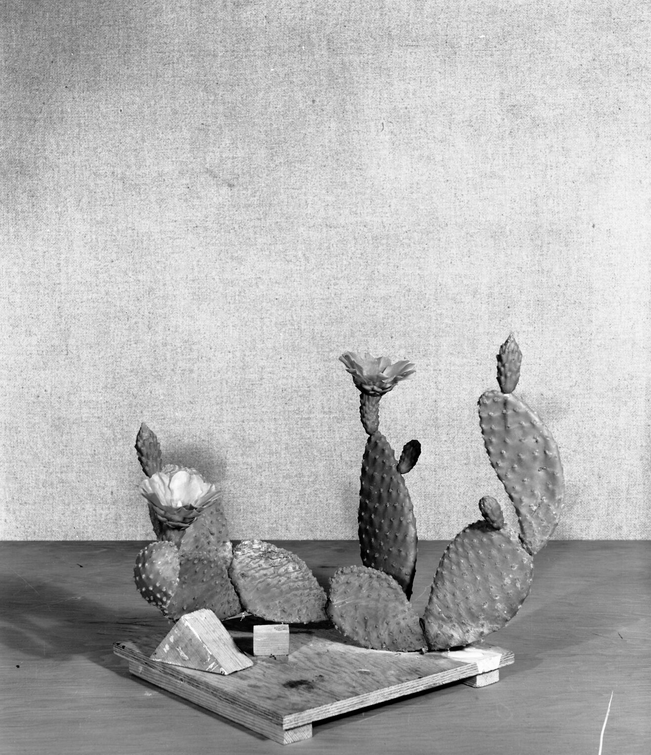 Diorama exhibit. Wax reproduction of prickly pear cactus, Opuntia microdasys. Created by Civilian Conservation Corps (CCC) workers at the Western Museum Laboratory (WML) on Fulton Street, Berkeley, California.