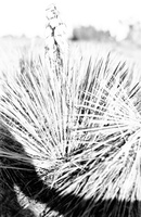 Leaves and flowers of Yucca angustissima, narrowleaf yucca.