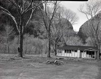 Pruned cottonwood trees at Zion Lodge.
