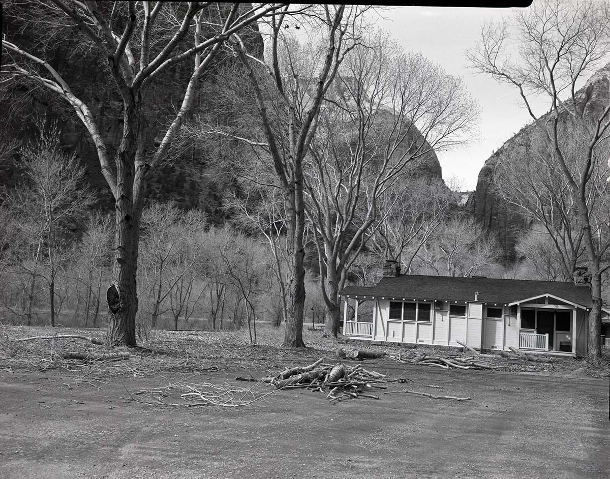 Pruned cottonwood trees at Zion Lodge.