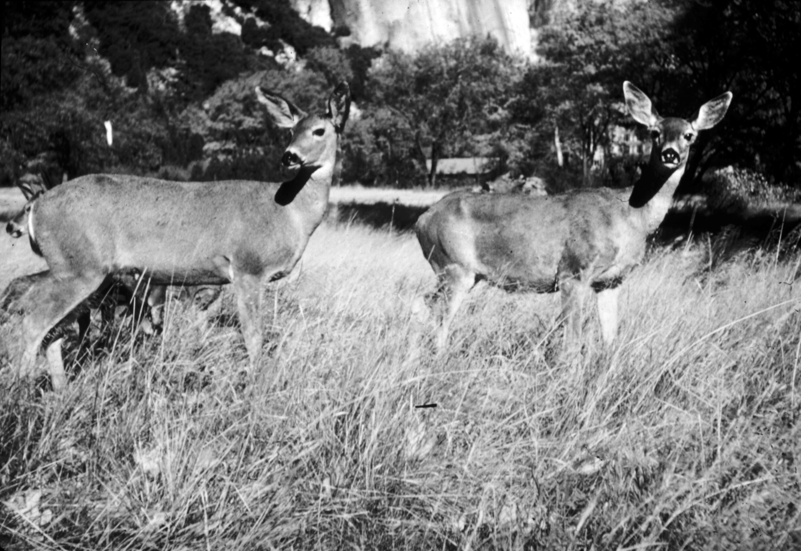 Two female mule deer (does) in field.