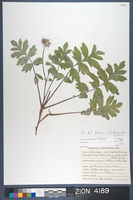 Herbarium Specimen Sheet 4189