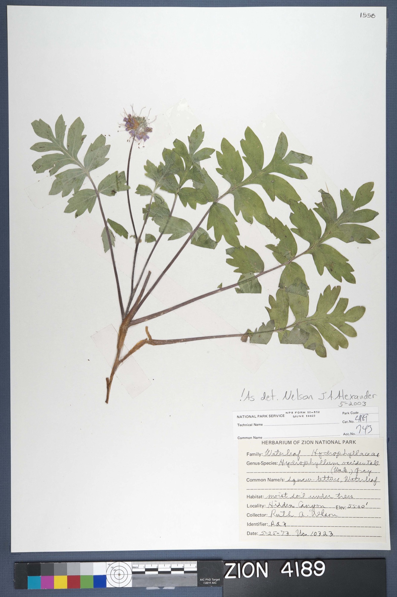 Herbarium Specimen Sheet 4189