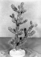 Diorama exhibit. Wax reproduction of prickly pear cactus, Opuntia leucotricha. Created by Civilian Conservation Corps (CCC) workers at the Western Museum Laboratory (WML) on Fulton Street, Berkeley, California.