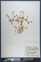 Herbarium Specimen Sheet 3159