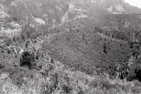 BW photo of the 1937 grazing study 35MM.