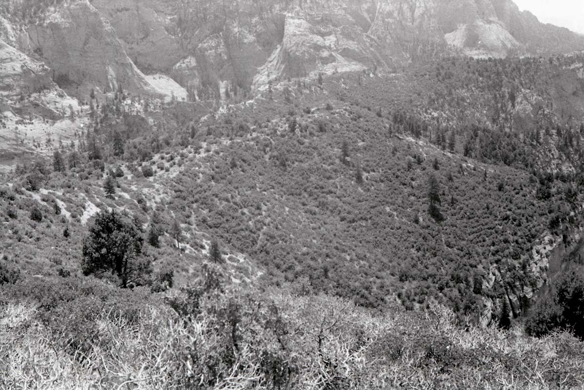BW photo of the 1937 grazing study 35MM.