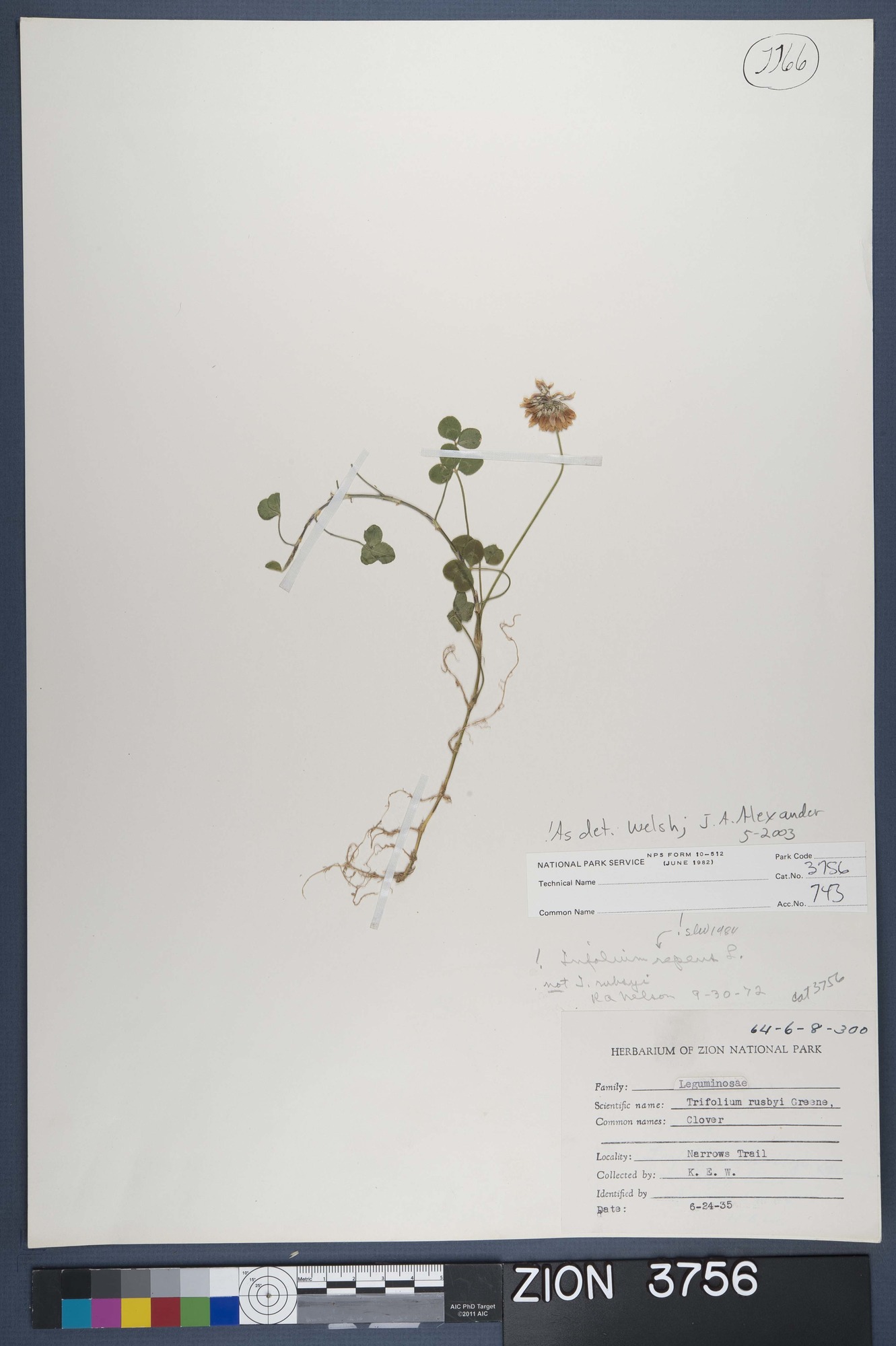 Herbarium Specimen Sheet 3756
