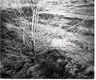 BW photos of trees.