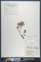 Herbarium Specimen Sheet 3045