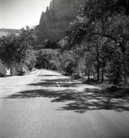 Tree-lined road during resurfacing of roads in Zion.