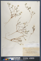 Herbarium Specimen Sheet 4869