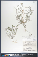 Herbarium Specimen Sheet 3599